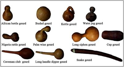 Lagenaria siceraria fruit: A review of its phytochemistry, pharmacology, and promising traditional uses